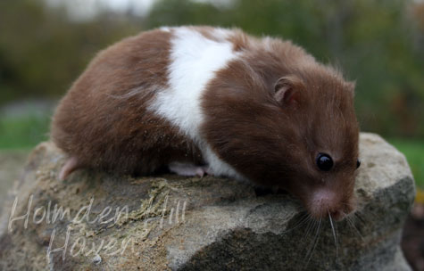 Raspberry- Chocolate Banded Longhaired